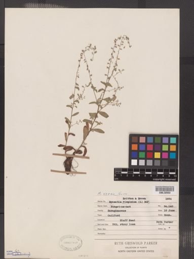 Myosotis verna