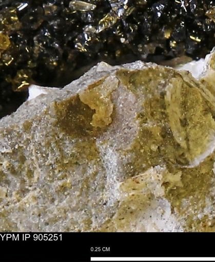 undet. Mollusca