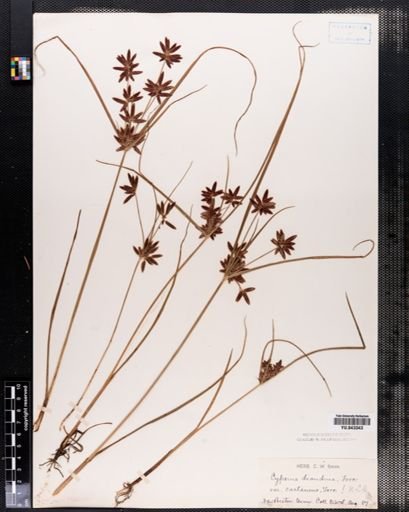 Cyperus diandrus