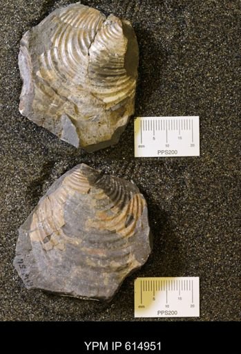Inoceramus sp.