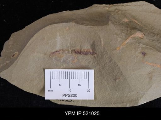undet. Porifera