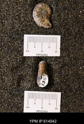 Discoscaphites sp.