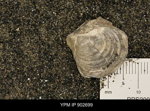 undet. Inoceramidae