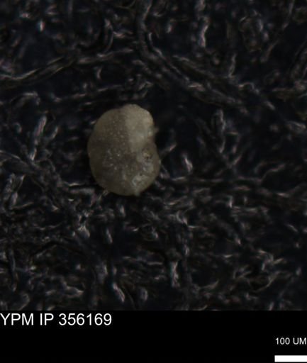 undet. Foraminiferida