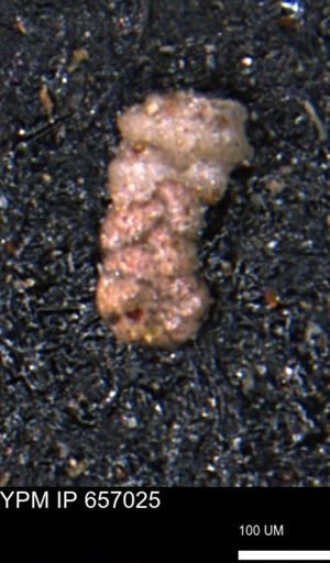 Ammobaculoides whitneyi