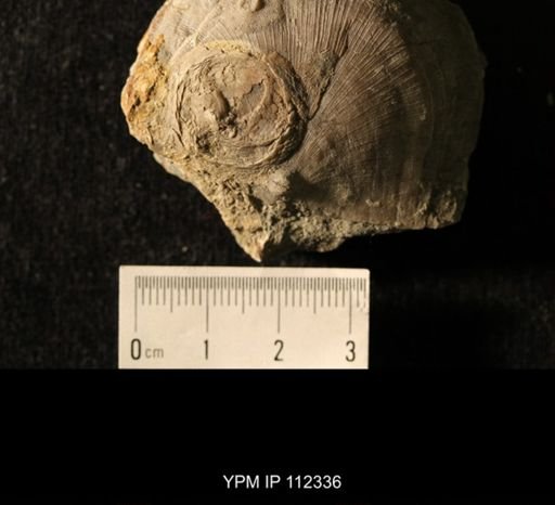 Isorophus cincinnatiensis