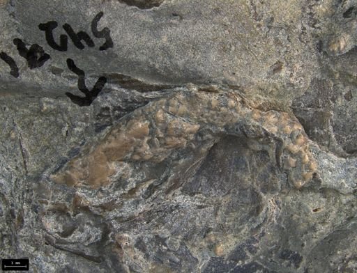 Aplocoma damesii