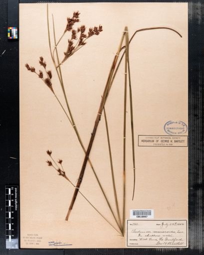 Cladium mariscoides