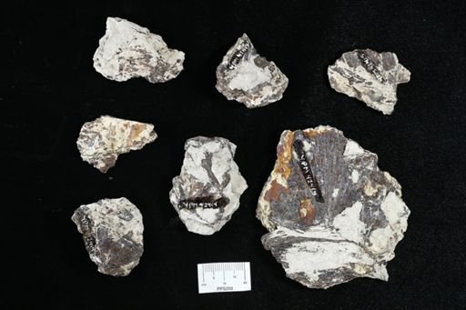 undet. Actinopterygii