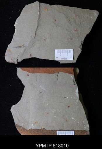 undet. Synziphosurina