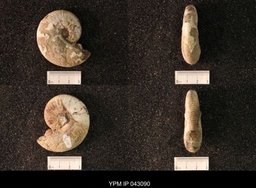 Hoploscaphites nicolletii