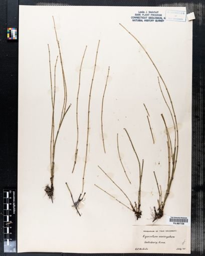 Equisetum variegatum