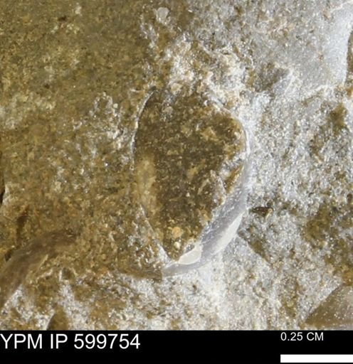 Protocardia subquadrata