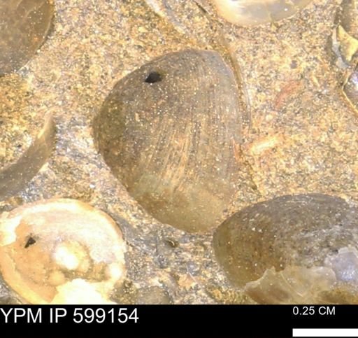 Plectambonites sericeus glaber