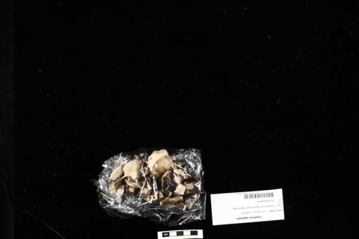 Gopherus agassizii