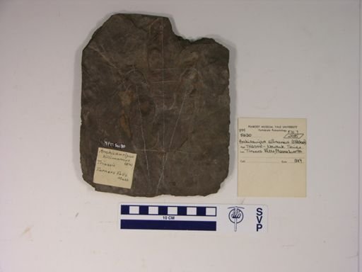 Anchisauripus sillimani