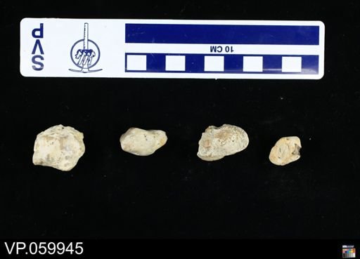Ichnofossil (vertebrate)