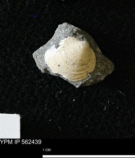 Limopsis striatopunctatus