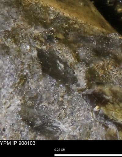 undet. Mollusca