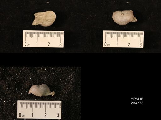 Marginifera splendens