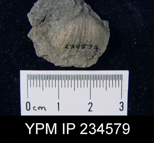 Marginifera muricatina