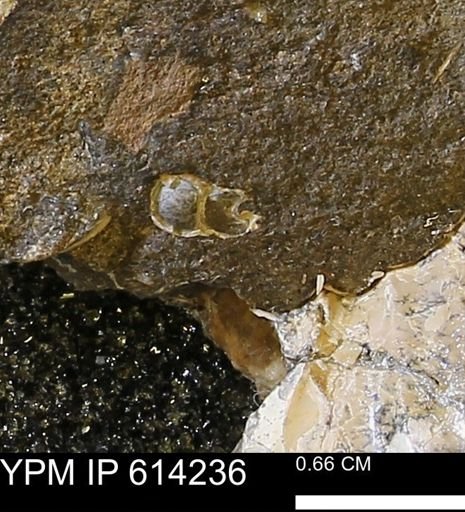 undet. Gastropoda