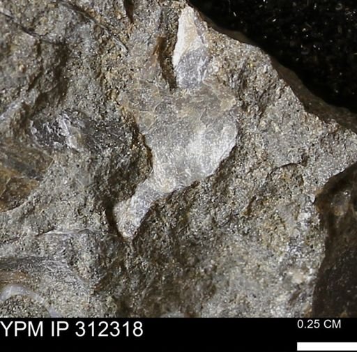 undet. Bivalvia