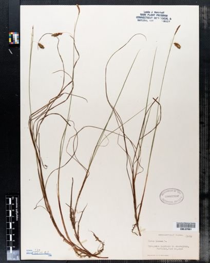 Carex limosa