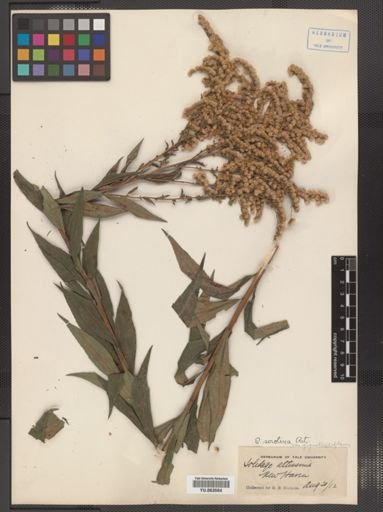 Solidago altissima