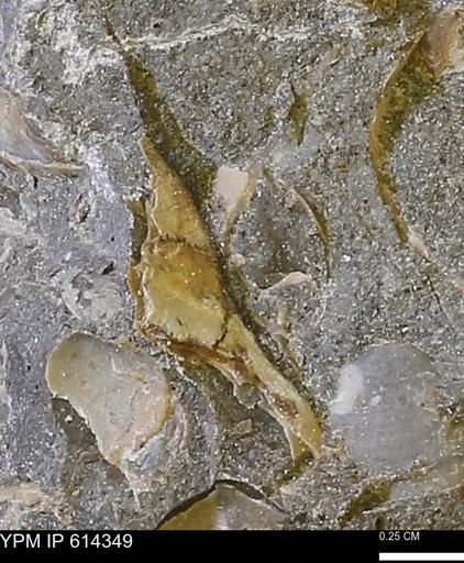 Limopsis striatopunctatus