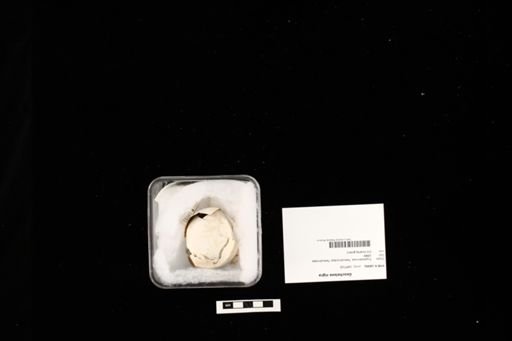 Geochelone nigra