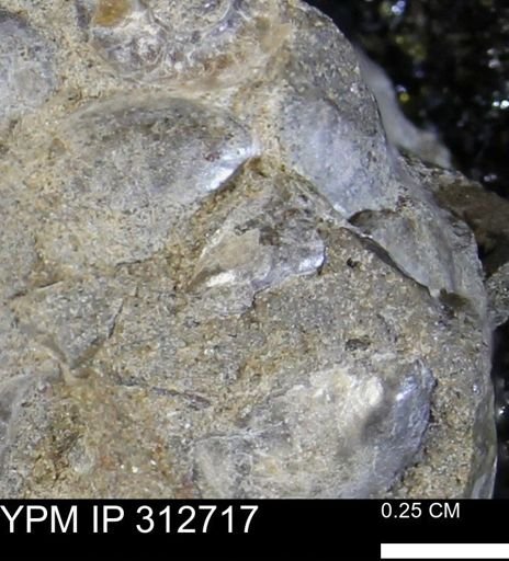 Phelopteria linguaeformis