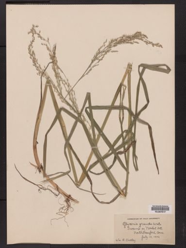 Glyceria canadensis