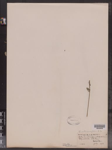 Botrychium