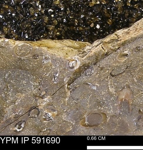Serpulidae