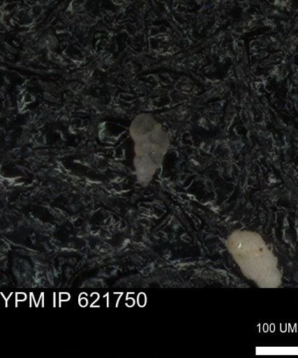 undet. Heterohelicidae
