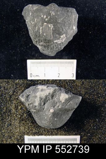 Productus