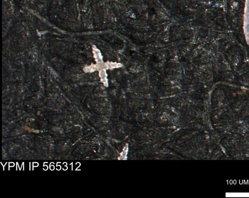 undet. Porifera
