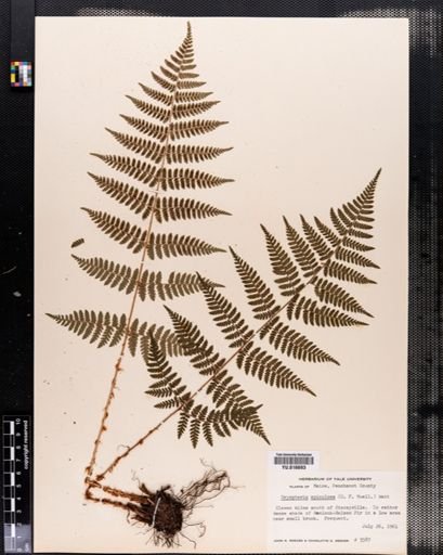 Dryopteris
