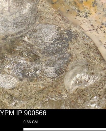 Anomia gryphorhyncha