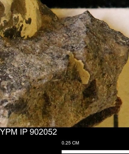 undet. Mollusca