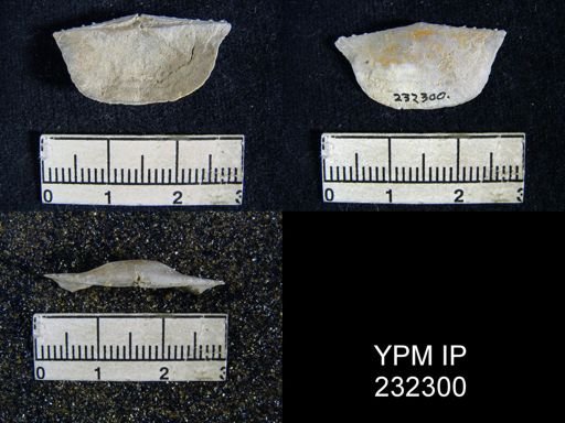 Chonetes granulifer