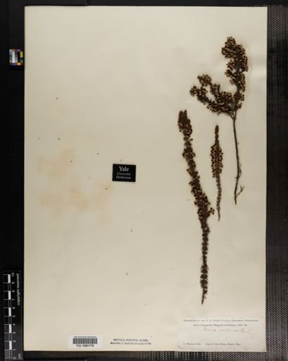 Plantae
