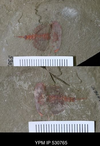 undet. Xiphosurida