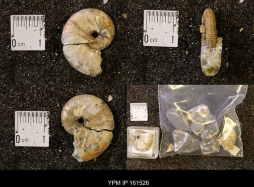 Discoscaphites conradi