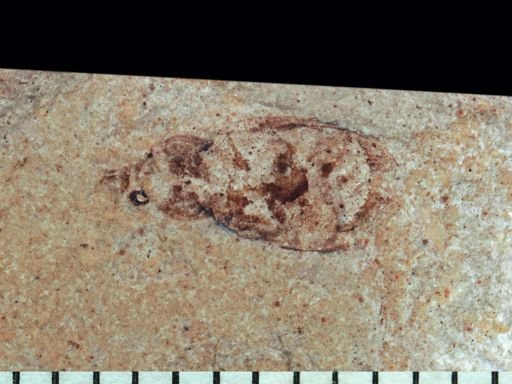 undet. Coleoptera