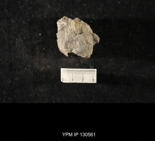 Platyceratoidea