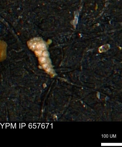 Verneuilinoides kansasensis