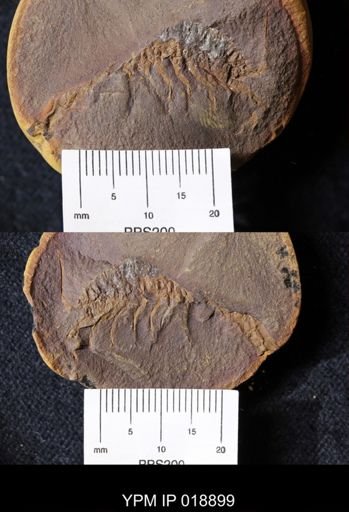 Acanthotelson stimpsoni