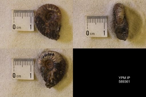 undet. Scaphitidae